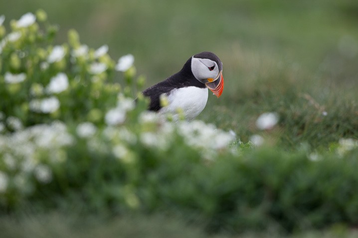 Papageitaucher Fratercula arctica Atlantic Puffin